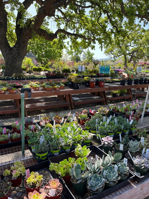 穿过晨雾迎来朝霞什么歌曲?