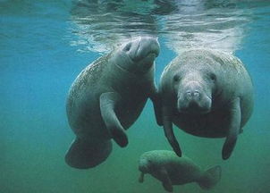 manatee怎么读音发音，MANATEE什么刹车片