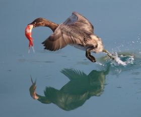 左边是"低"的右半部,右边是个"鸟", 这是什么字?