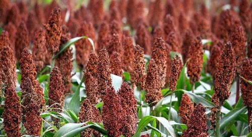 桥梁和高粱的拼音，高粱的拼音斑斓的拼音缠绕的拼音