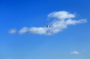 便引诗情到碧霄上一句是什么季节，便引诗情到碧霄上一句几年级