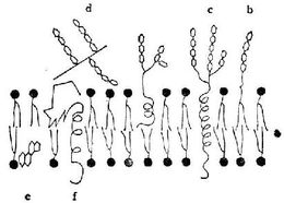 质膜内褶，质膜主要由什么组成