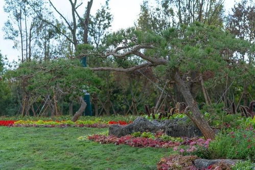 大树营哪里可以快餐，大树营教英语什么意思