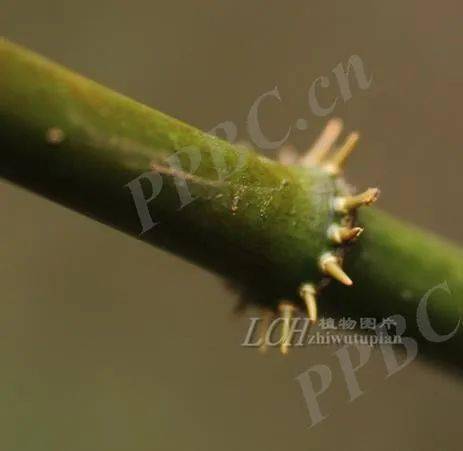 嘴尖皮厚腹中空,是什么意思?