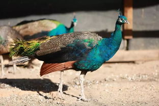 《骄傲的孔雀》原文