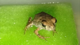 蜍字的意思 蜍是什么意思