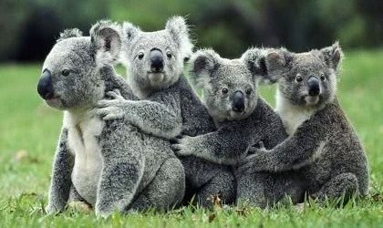 英文koala是什么意思，koala是什么意思英语翻译