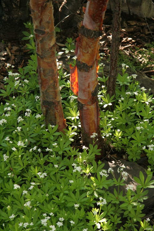 planting trees，planting怎么读英语