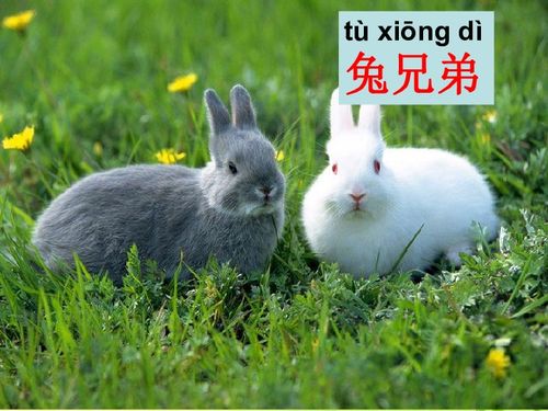 聪明的小白兔童话作文