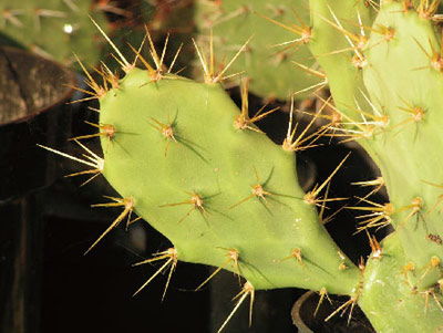 仙人掌_描写仙人掌的作文300字