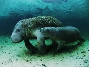 初中英语学过的动物有哪些?