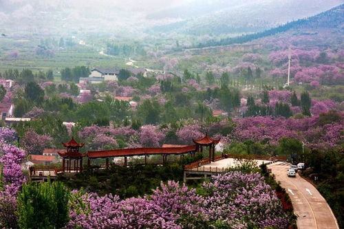 南山村属于哪里