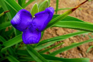 锦的意思用在名字好吗，锦上添花的意思