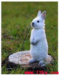 1987年属兔的人2014年运程,1987年兔年出生的人2014年事业、财运、健康