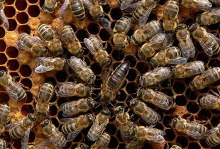 东北黑蜂是中蜂还是意蜂?