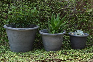 瓦盆图片，瓦盆花盆