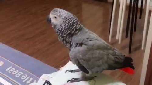 鹦鹉的英文怎么读