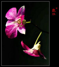 表示红色的词语