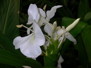 姜花是一种什么植物,产在什么地方?