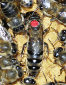 东北黑蜂蜜的作用与功效，东北黑蜂的优缺点