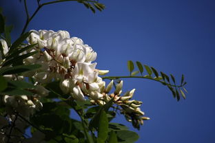 槐树花花语是什么 槐树花适合送什么人