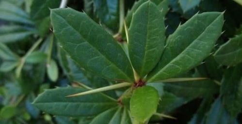 三颗针的功效与作用及副作用，三颗针的功效与作用及禁忌症