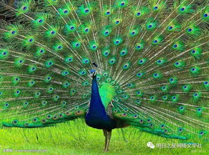骄傲的孔雀课文原文，骄傲的孔雀图片