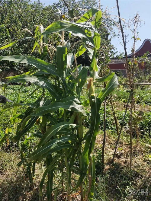 六谷部，六谷是哪六谷