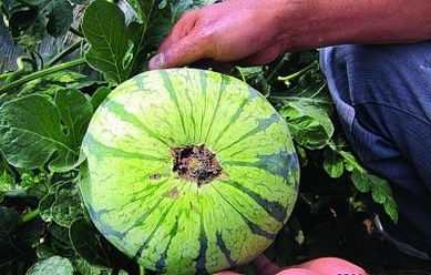 座果和坐果的区别