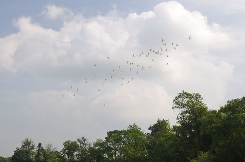 芳草萋萋鹦鹉洲的上一句，芳草萋萋鹦鹉洲的萋萋是什么意思