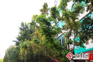 菟丝子图片，菟丝子的作用与功效