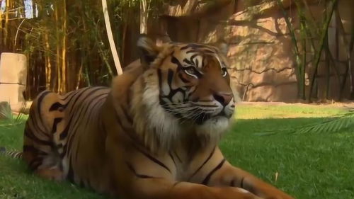 老虎尾巴这所住处被鲁迅叫做什么，老虎尾巴出自哪首诗