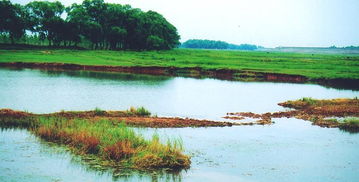 晴川历历汉阳树芳草萋萋鹦鹉洲的意思 晴川历历汉阳树芳草萋萋鹦鹉洲是什