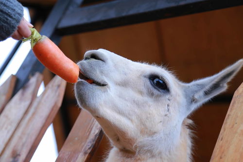 温驯烈火[女尊]，温驯烈火