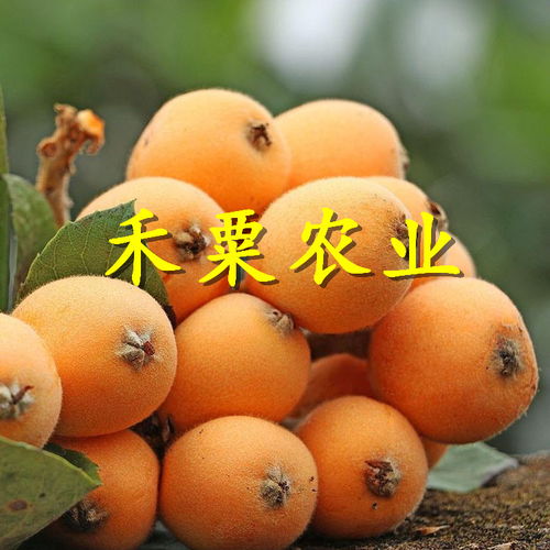 枇杷功效与作用营养价值，枇杷功效与作用营养