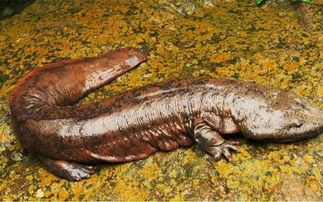 娃娃鱼哭声太吓人了，娃娃鱼的叫声录音在线听