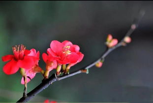 李小龙是被七星海棠杀死的吗