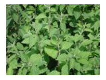 香茶菜对胃作用，香茶菜的副作用及禁忌