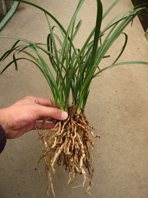 三苗是现在什么地方