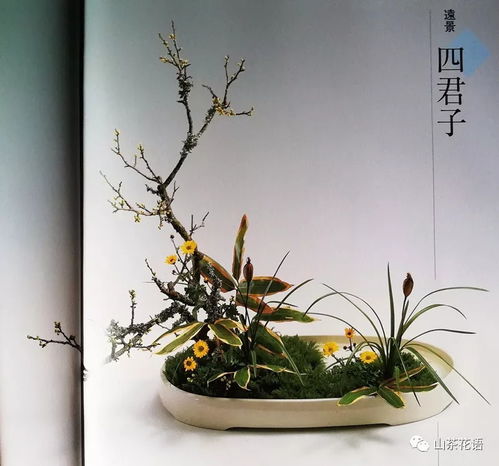 四君子是哪四君子，四君子颗粒作用及功效