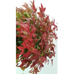 红叶南天竹对风水好吗，红叶南天竹开花图片