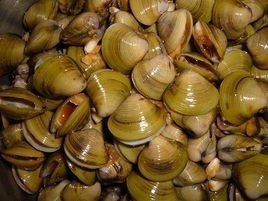 虫字旁一个见读什么