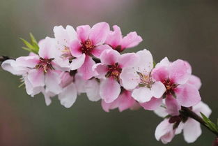 桃花一簇开无主,可爱深红爱浅红的意思是什么?