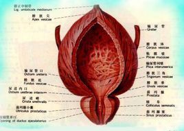 膀胱是做什么的,踢破了那里是什么感觉,小腹让一个高个女模特穿高跟鞋