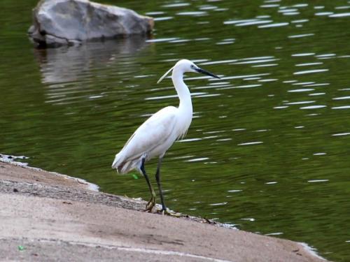 弟加鸟念什么字胡家鸟，弟加鸟怎么念
