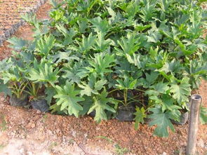 春羽图片，春羽的风水大忌属相