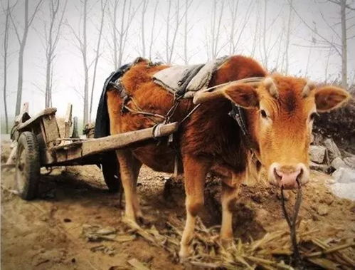 古时的交通工具有哪些?