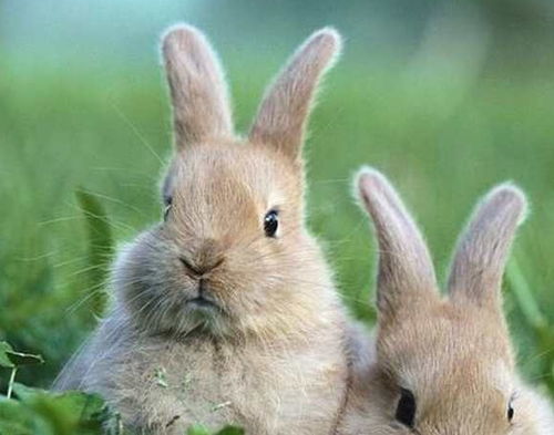 长耳朵兔宠物叫什么