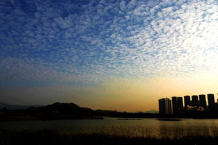 wetlands怎么读，thrive