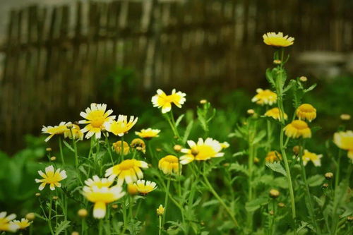 野菊花，野菊图片大全